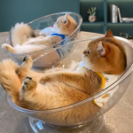 Transparent Bowl-Shaped Swivel Cat Bed – Modern Pet Nest - Image 3